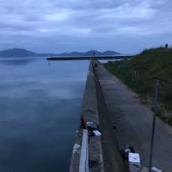 今年初イカ、人生初コウイカ