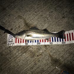 チヌ記録更新！シーバス最小サイズ更新！