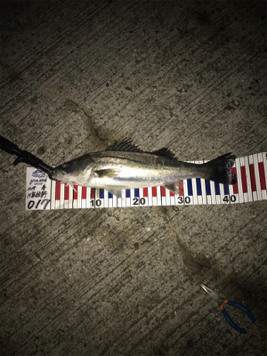 チヌ記録更新！シーバス最小サイズ更新！