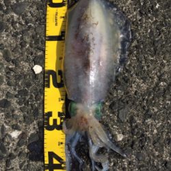 2018年初エギング