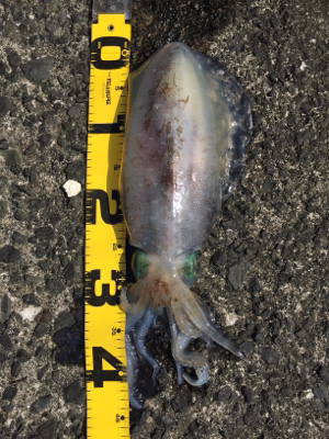 2018年初エギング