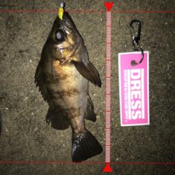 雨上がりのメバリング