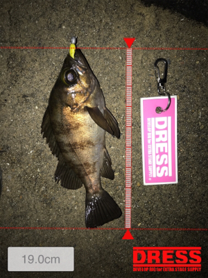 雨上がりのメバリング