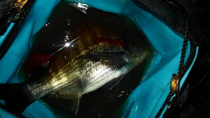 ノッコミ鯛の最終調査