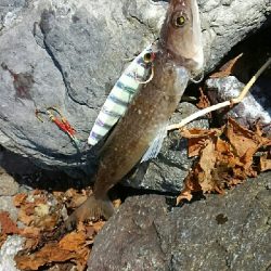 イトヨリダイ！