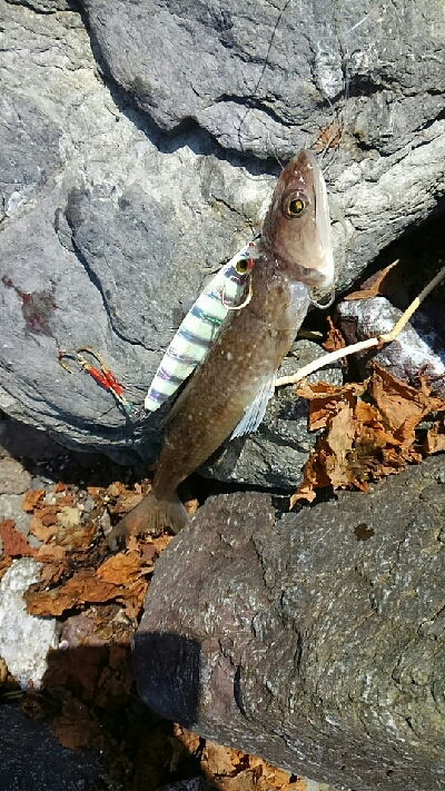 イトヨリダイ！