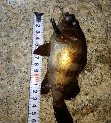 メバリングガシリング