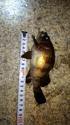 メバリングガシリング