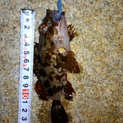 ガシラばっかり