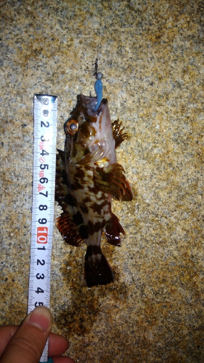 ガシラばっかり