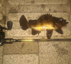 まだメバルポンポン