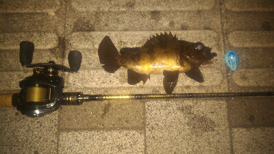 まだメバルポンポン