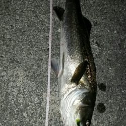 メバル狙いが……