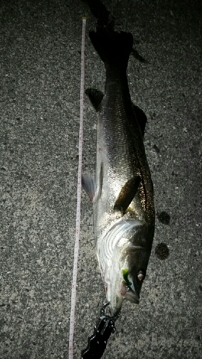 メバル狙いが……