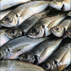 初アジ求めて沖堤防へ