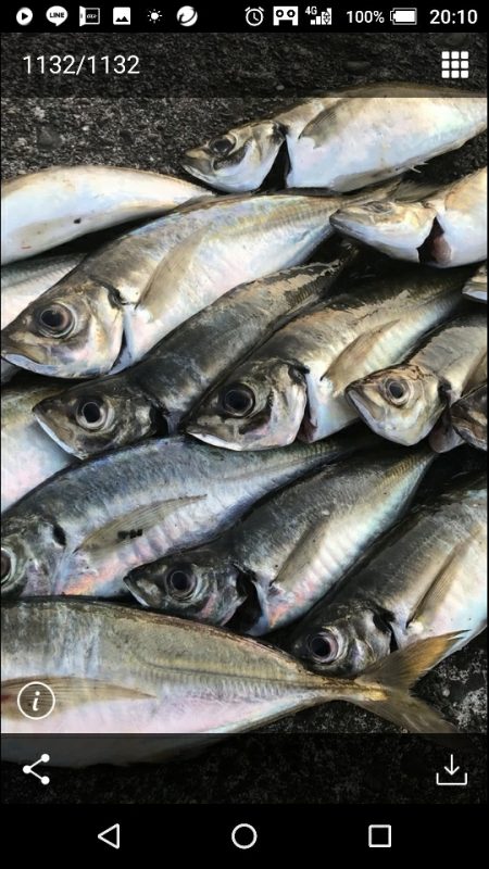 初アジ求めて沖堤防へ