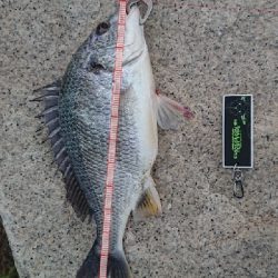 雨上がりの一匹