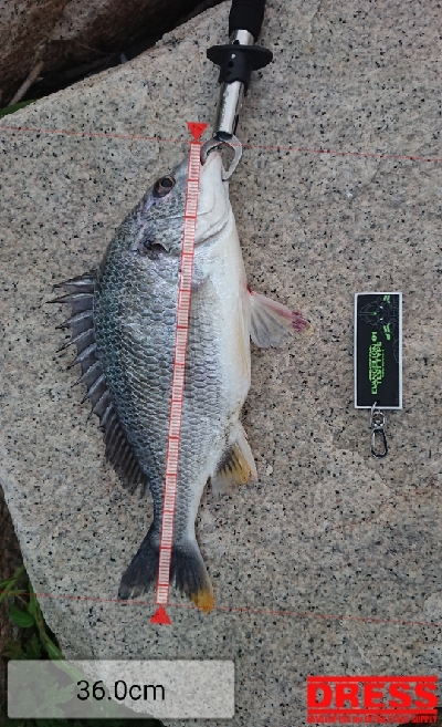 雨上がりの一匹