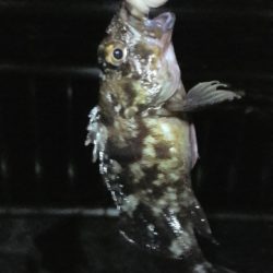 あじとサヨリ狙いでしたが、