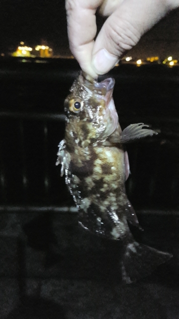 あじとサヨリ狙いでしたが、