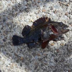 メジナが釣りたかったのですが…