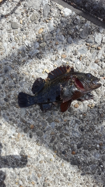 メジナが釣りたかったのですが…