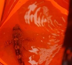 中通しうきの勉強中❗メジナ釣り