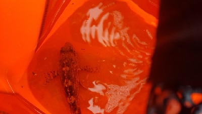 中通しうきの勉強中❗メジナ釣り