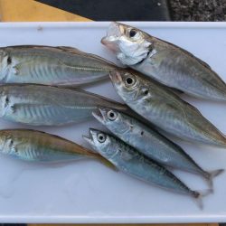 神戸ガシリング