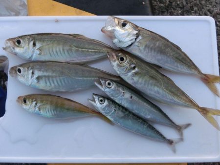 神戸ガシリング