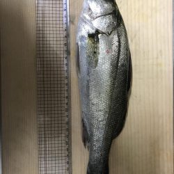 シーバスを求めて