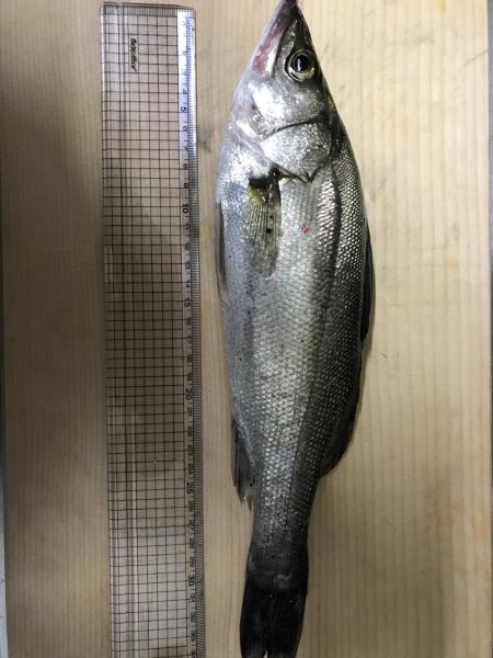 シーバスを求めて