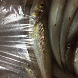 釣りシーズンスタート