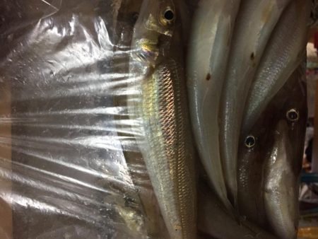 釣りシーズンスタート