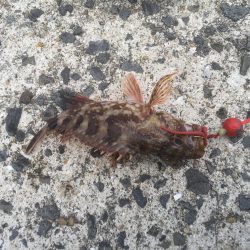 アラカブだー！