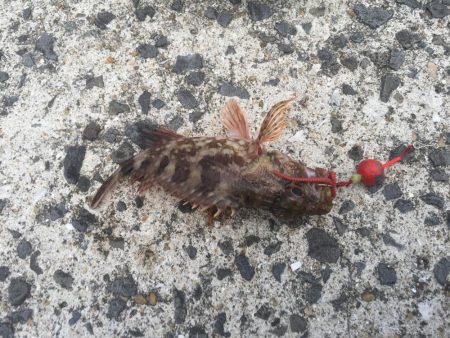 アラカブだー！