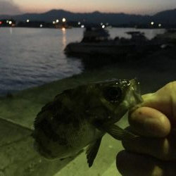 メバリングとガシリング