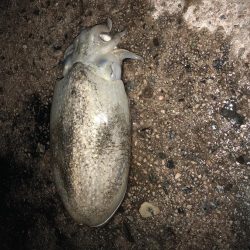 コウイカ釣り