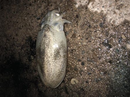 コウイカ釣り