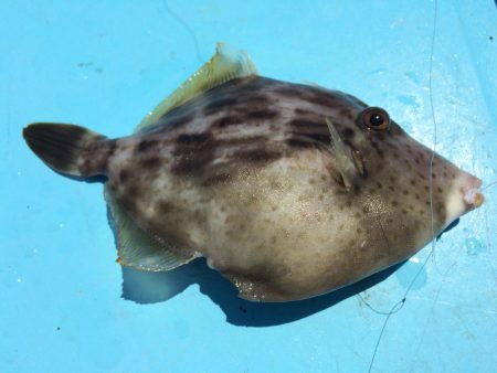 青物不発からのカワハギ