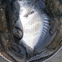 シーズン開幕？