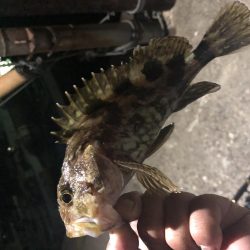 アジ釣ってオーセイ！