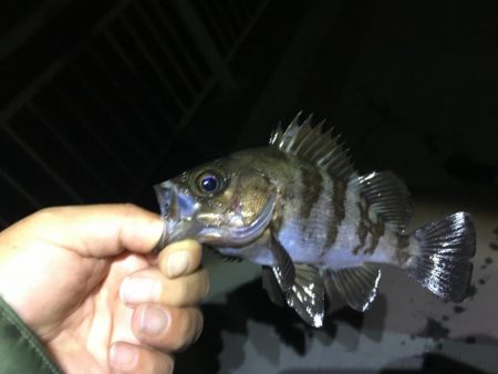 アミパターン！