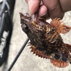 GW最終日はガシラ！