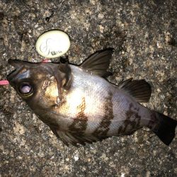 平日メバリング