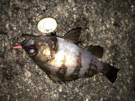 平日メバリング