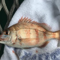 ウマズラハギ多数