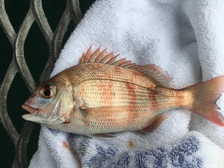 ウマズラハギ多数