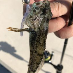 癒しのライトゲーム!