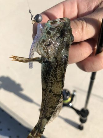 癒しのライトゲーム!